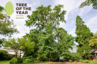 European Tree of the Year 2025