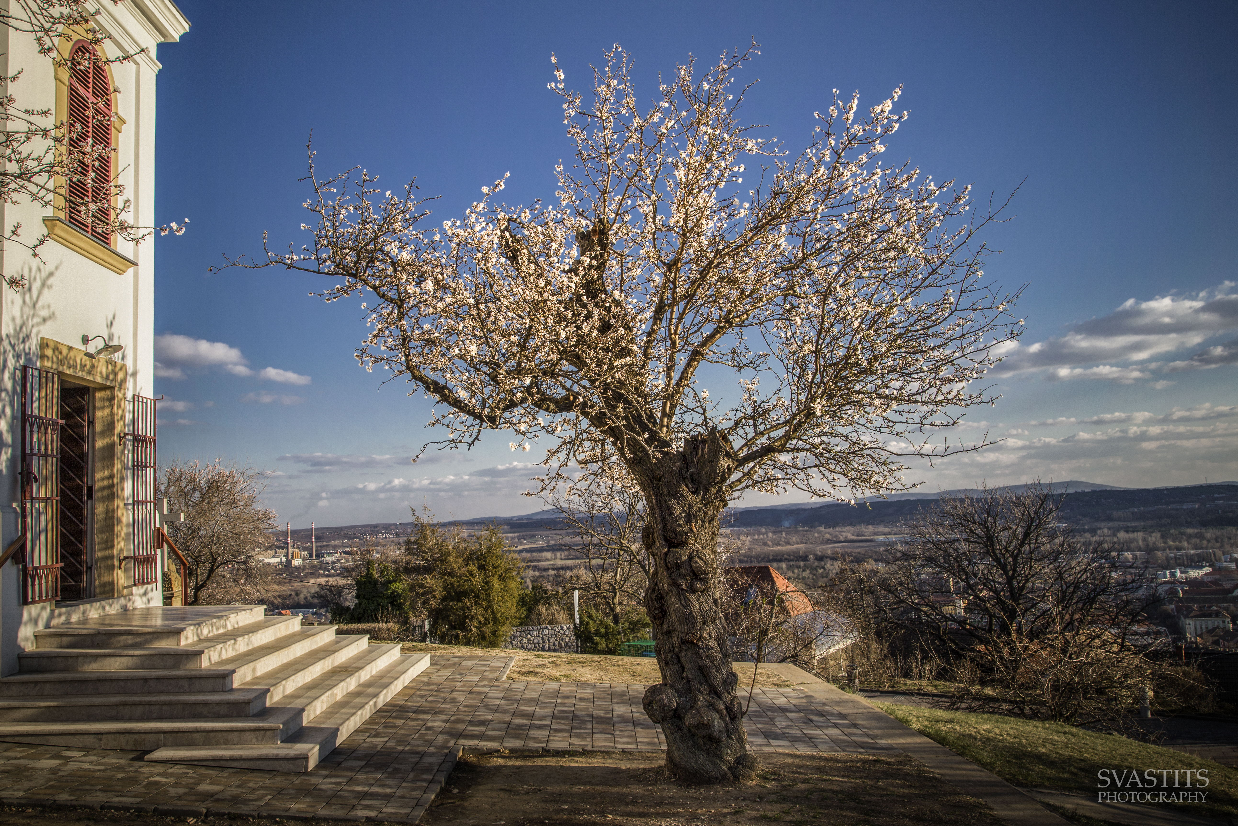 blosommingalmondtreehungary.jpg