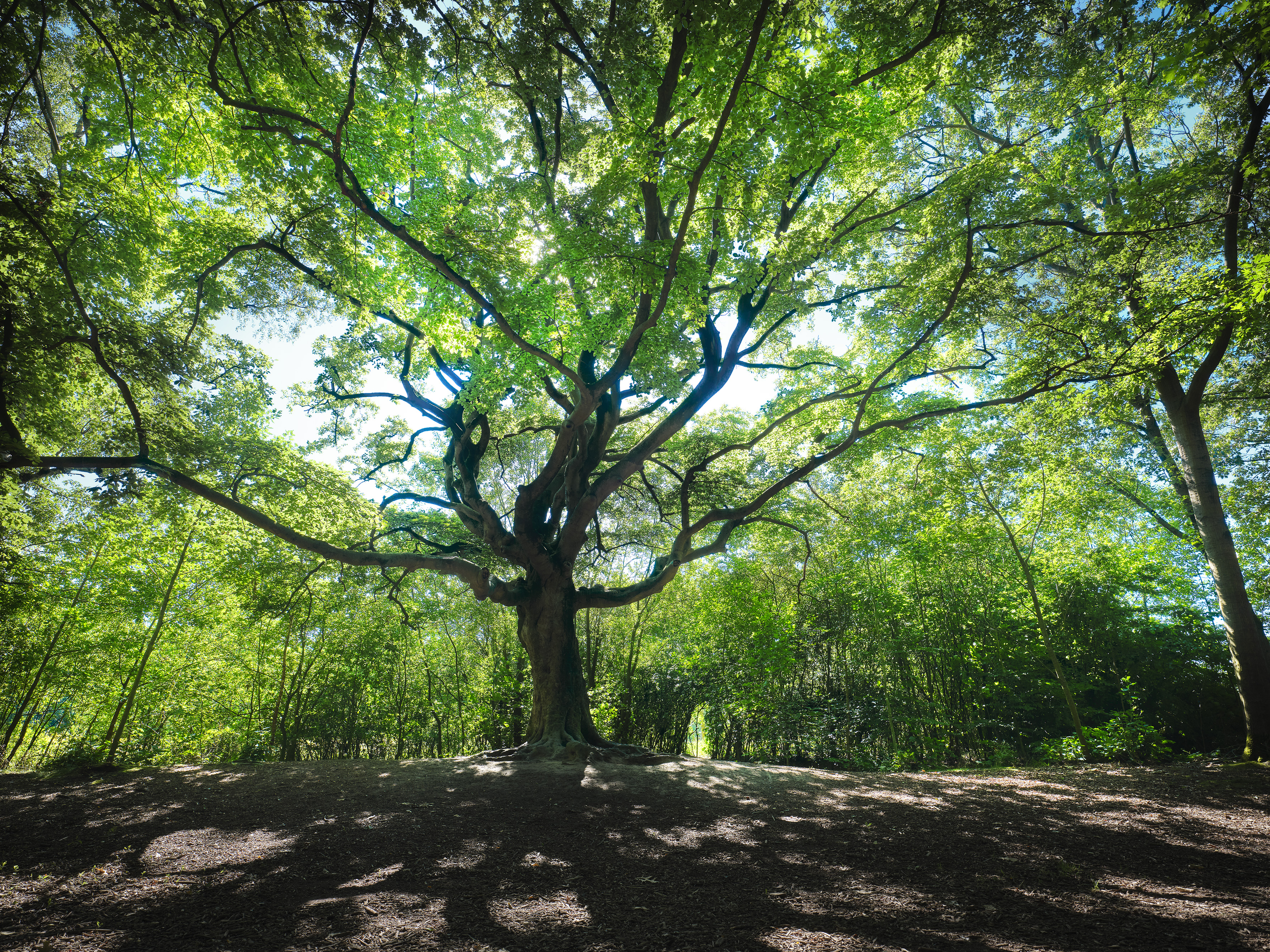 Genomineerde bomen 2019-Noord Brabant-Liggend-.jpg