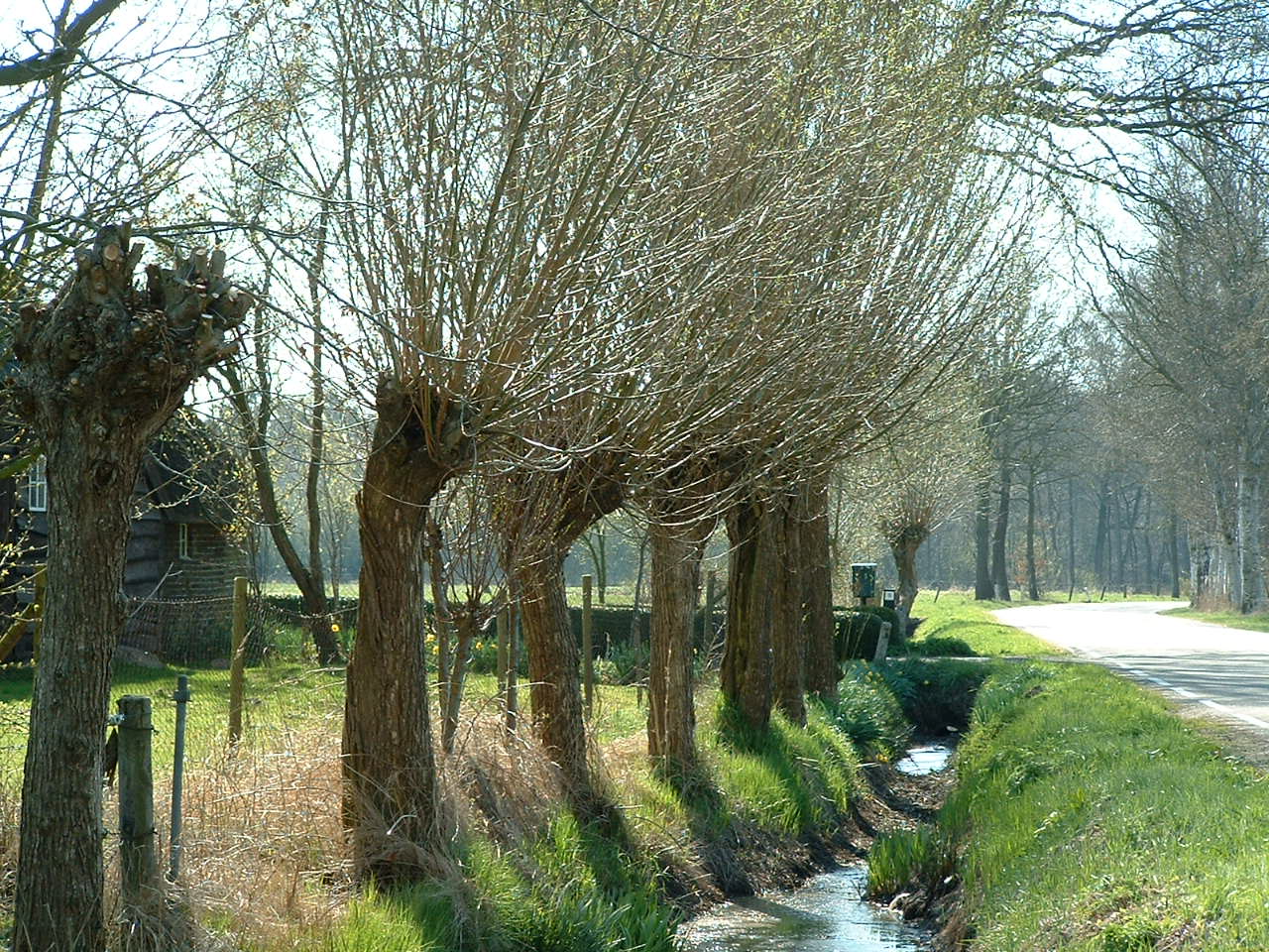 Knotwilgen in Twents coulissenlandschap.jpg