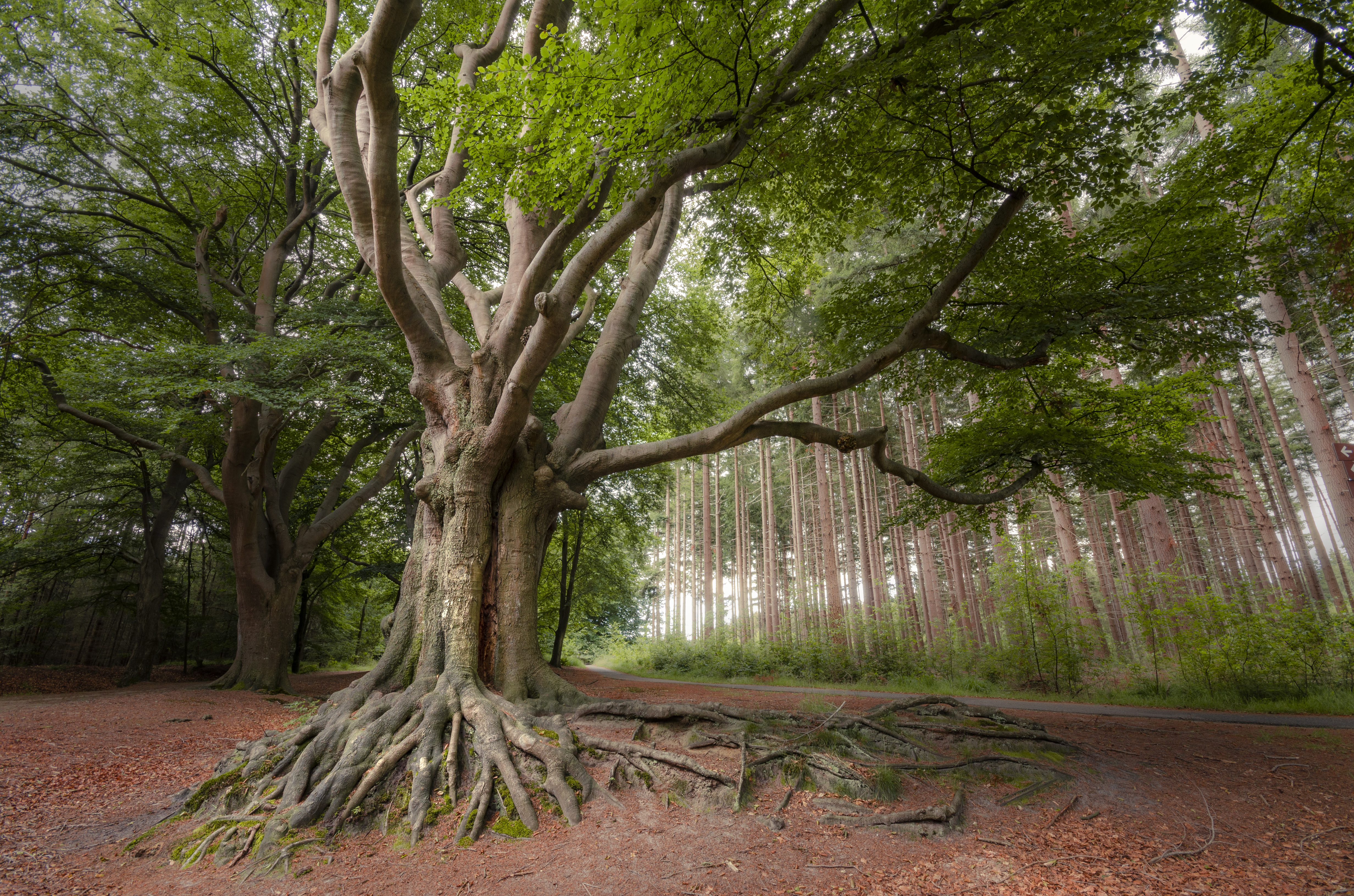 Friesland-Bakkeveen_0152.JPG